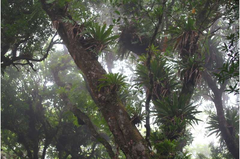 New ‘tree dragon’ discovered in Mexican forest
