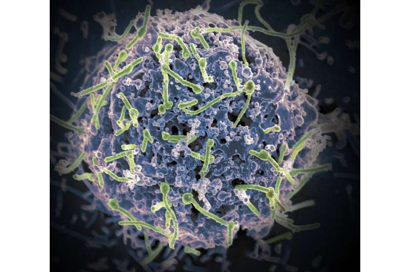 新的普通埃博拉疫苗可能对抗所有感染人类的​​病毒物种