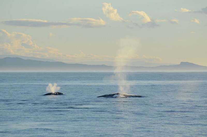 New Zealand blue whale distribution patterns tied to ocean conditions, prey availability