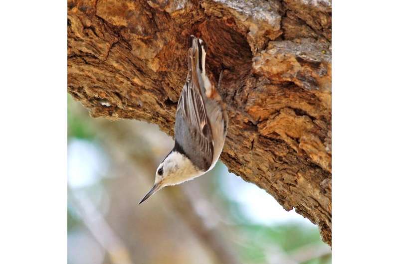 Noise and light alter bird nesting habits and success