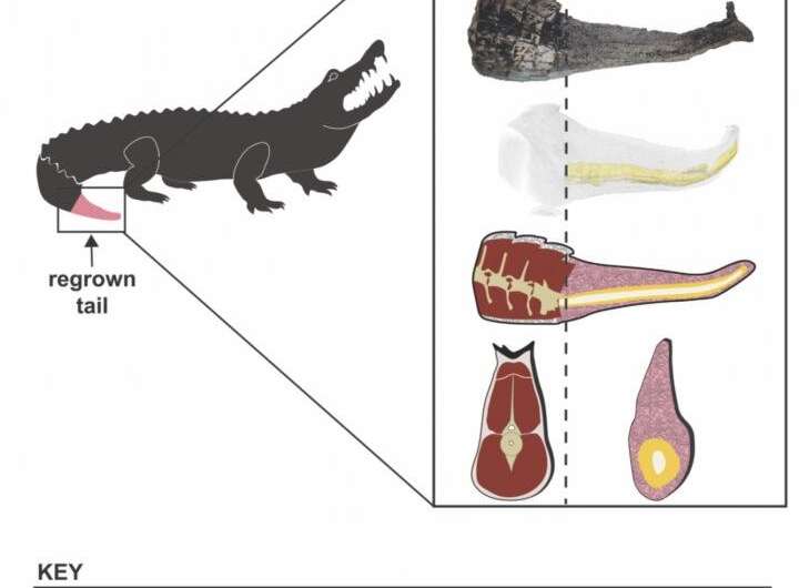Not just lizards - alligators can regrow their tails too