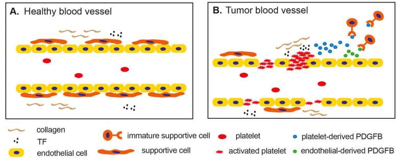 Novel function of platelets in tumor blood vessels found