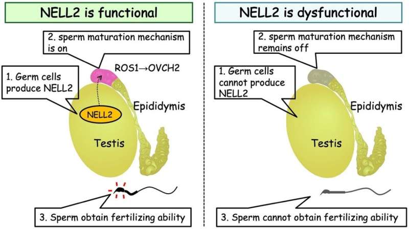 Novel switch protein that 'turns on' sperm for fertilization