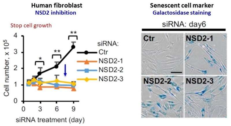 NSD2 enzyme appears to prevent cellular senescence