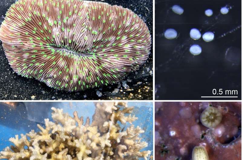 Nutrient pollution and ocean warming negatively affect early life of corals