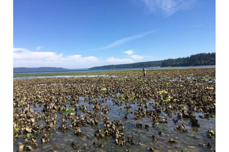 Ocean acidification impacts oysters' memory of environmental stress