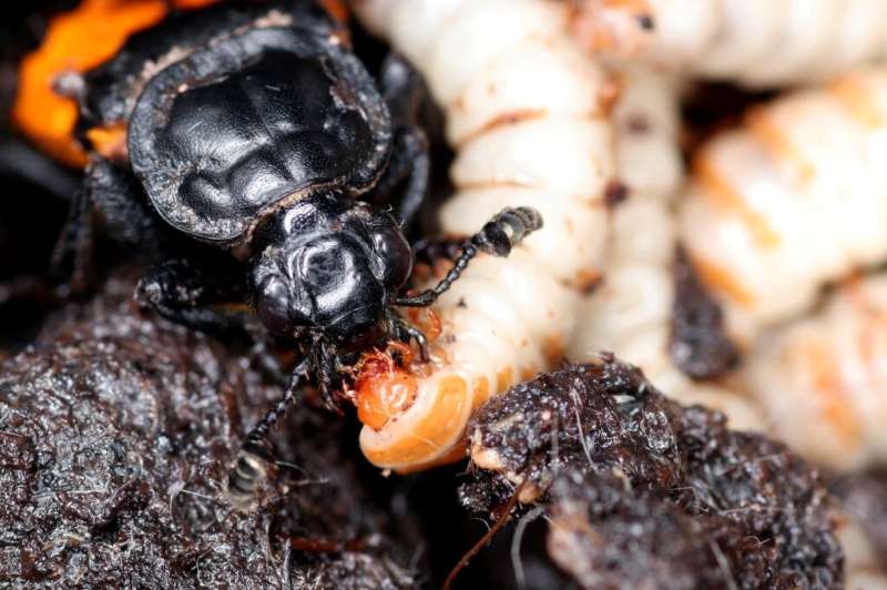 Older beetle parents 'less flexible'