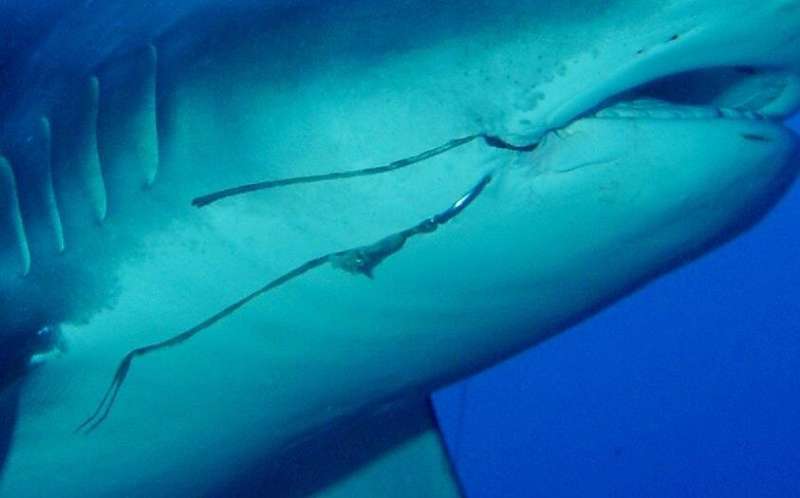 Old fishing hooks are severe hazards for sharks