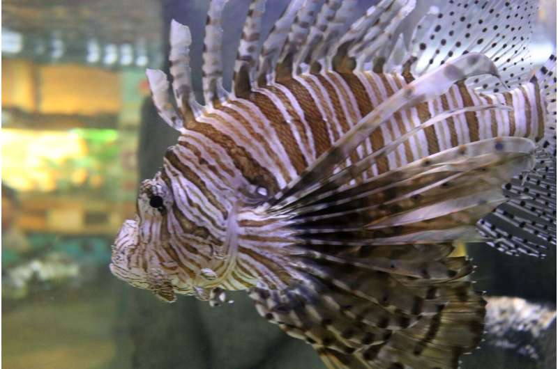 Open sores, lower numbers likely not invasive lionfish's end