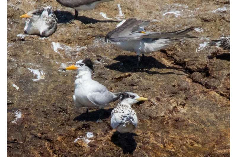 OSU researchers part of international effort to save critically endangered seabird