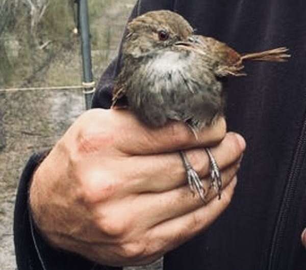 Our helicopter rescue may seem a lot of effort for a plain little bird, but it was worth it