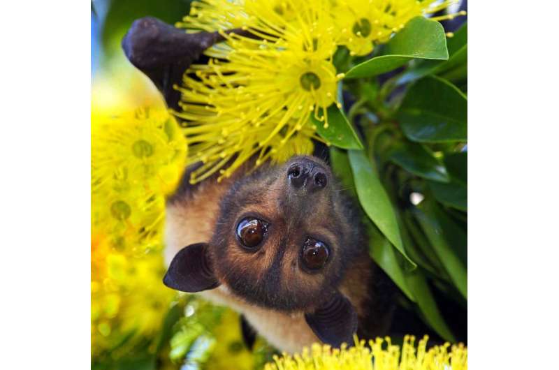 Our laws failed these endangered flying-foxes at every turn