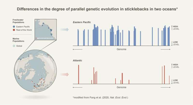 Parallel evolution in three-spined sticklebacks