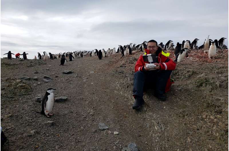 Penguins are starving as Antarctica gets warmer—researchers use drones to count the losses