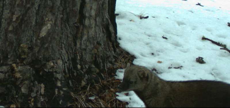 Photos from Yosemite suggest secretive forest predator might be moving north