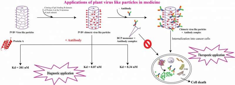 Plant virus-like particles as vehicles for therapeutic antibodies