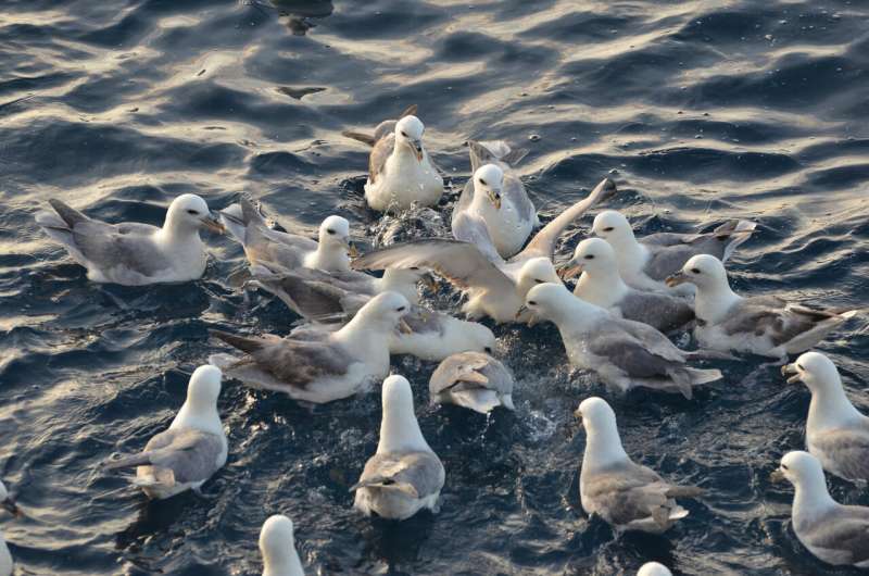 Plastic debris releases potentially harmful chemicals into seabird stomach fluid