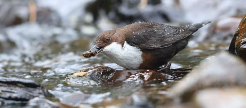Pollutants banned for over 30 years linger in UK rivers – our wildlife is the evidence