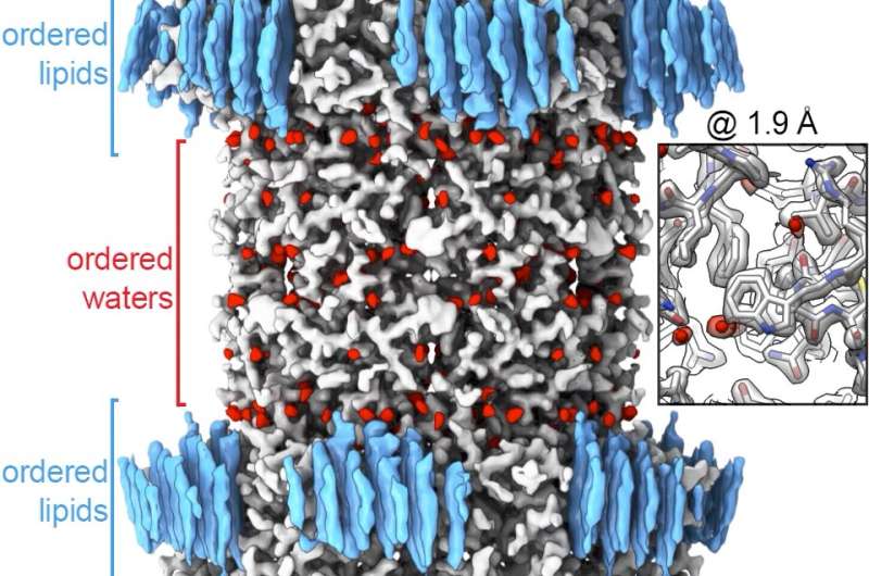 Portland State lab finds finds new levels of detail about key membrane proteins