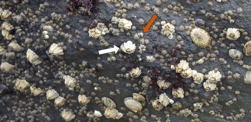 Predator snails fend off the invasion of barnacles in Japan