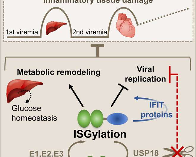 Protein modification with ISG15 blocks coxsackievirus pathology via antiviral and metabolic reprogramming