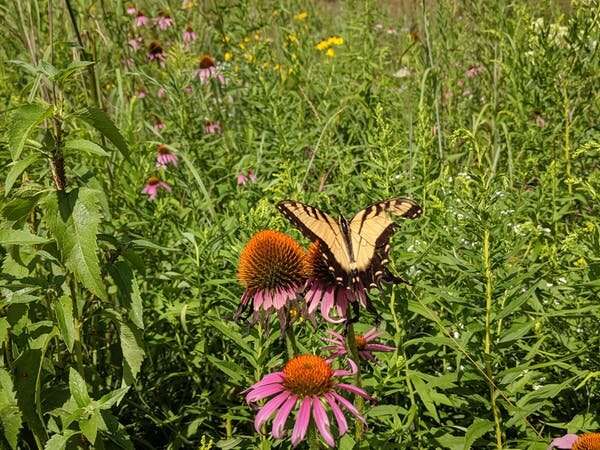 Rain plays a surprising role in making some restored prairies healthier than others