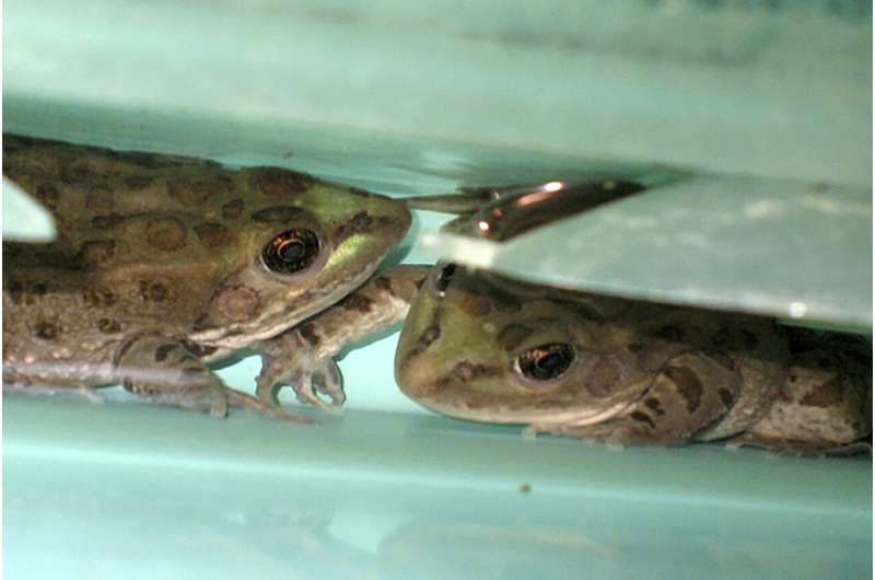 Rare leopard frog found beyond its known range in Southwest