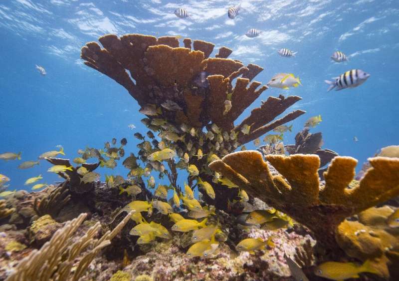 Reefs all over the world are being affected by the toxins in sunscreens