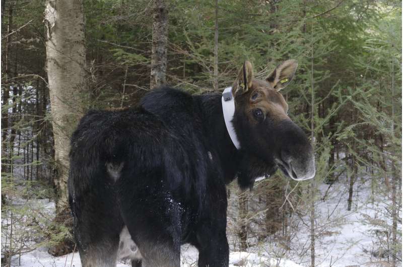 Relocated Isle Royale wolves form groups, reduce moose herd