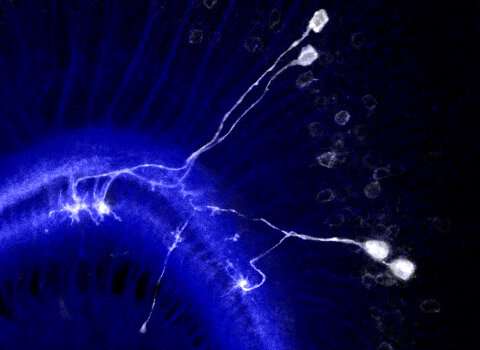 Repulsion mechanism between neurons governs fly brain structure