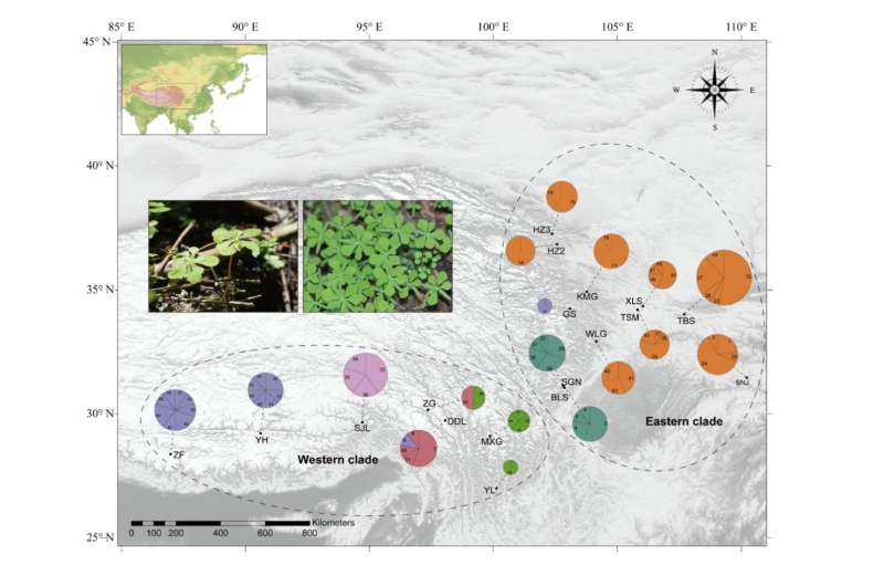 Research enlightens population genomics and adaptive evolution of ancient relictual plant