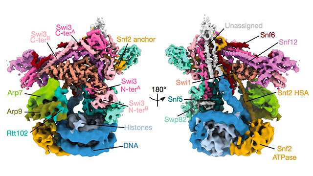 Researchers map structure of key chromatin-remodeling complex