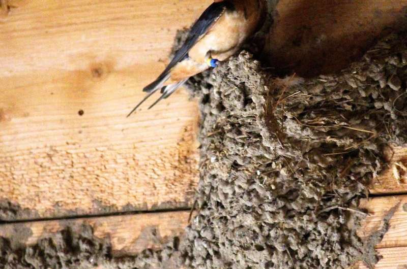 Resident parasites influence appearance, evolution of barn swallows