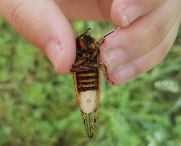 Return of the zombie cicadas: WVU team unearths manipulative qualities of fungal-infected flyers