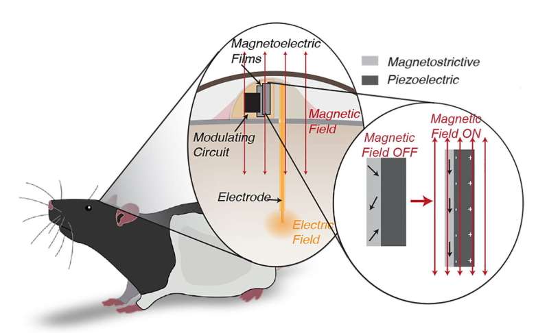 莱斯团队制造了一种微型磁力神经刺激器