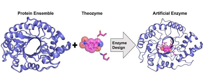 Rise of the mutants: New uOttawa-led research to improve enzyme design methodologies