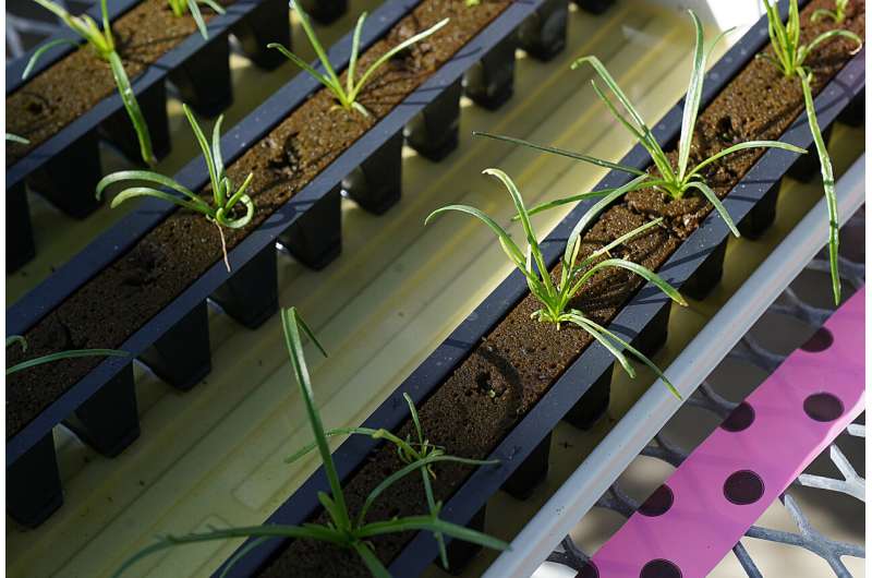 Risk of E. coli in hydroponic and aquaponic systems may be greater than once thought