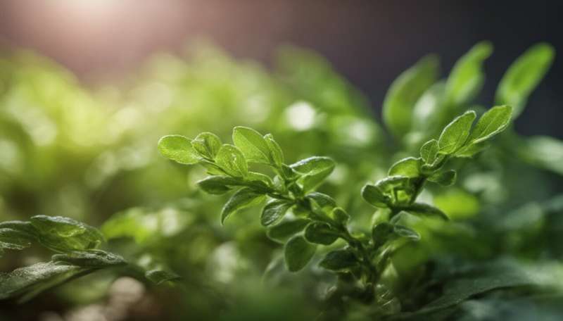 Rocket, arugula, rucola: how genetics determines the health benefits and whether you like this leafy green