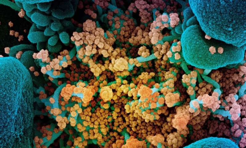 Scientists establish multiple primate models of SARS-CoV-2 airborne infection thumbnail