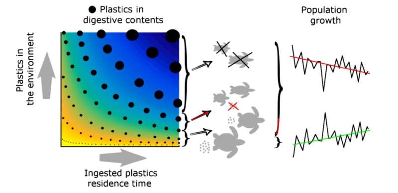 Saving marine life: Novel method quantifies the effects of plastic on marine wildlife