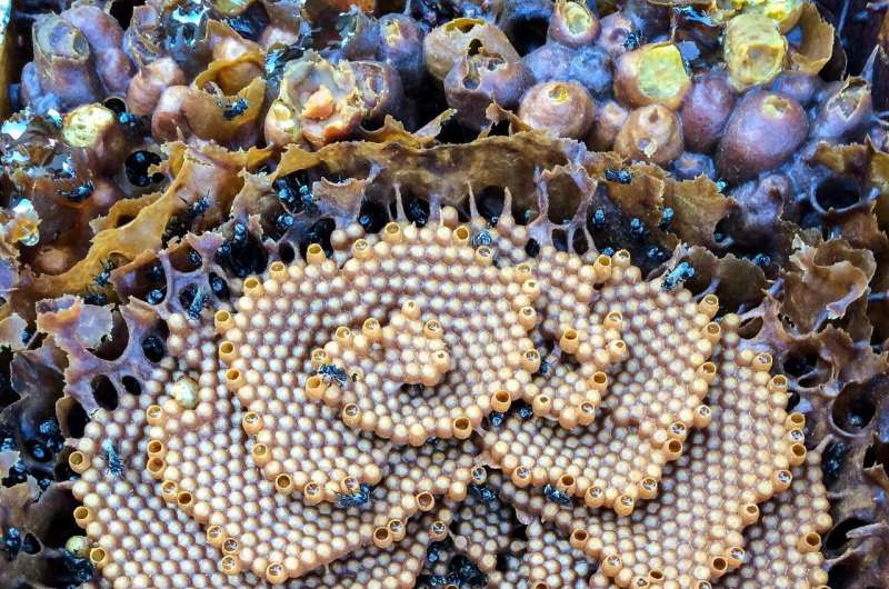 Science sweetens native honey health claims