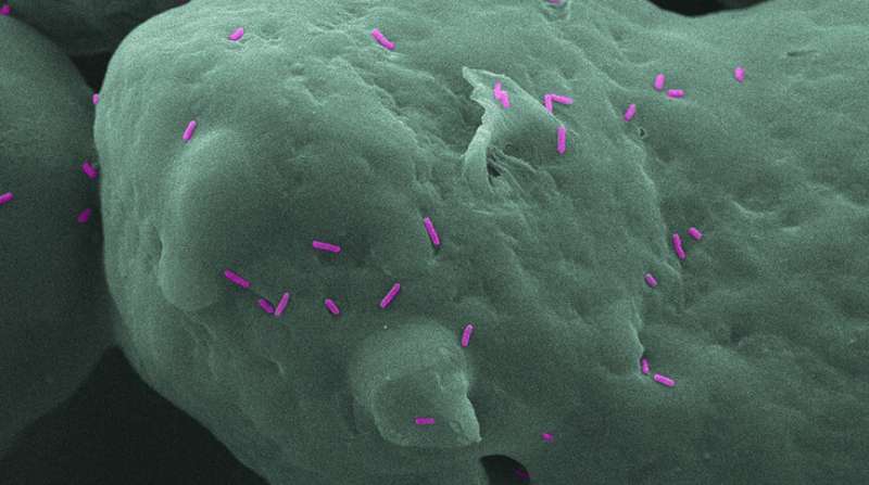 Scientists create 3-D printed parts that can kill bacteria