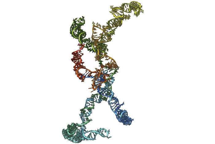 Scientists image heart RNA structure for the first time