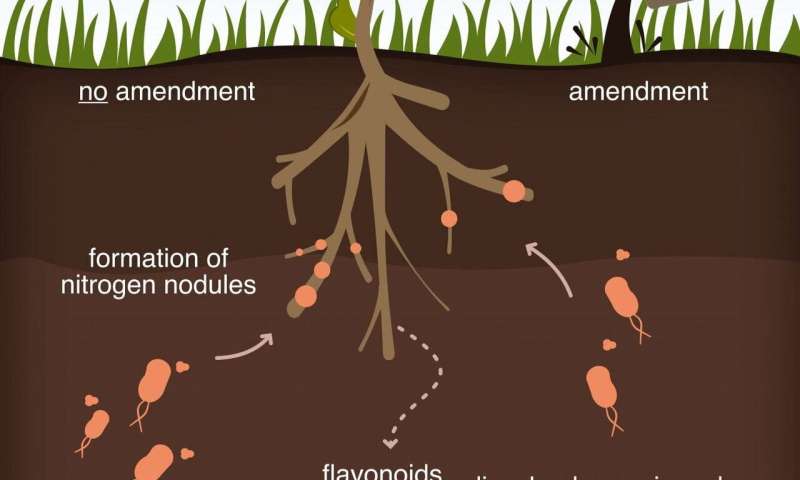 Scientists learn how plants manipulate their soil environment to assure a cheap, steady supply of nutrients