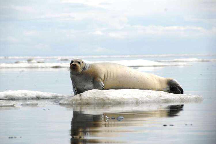 Scientists listen to whales, walruses, &amp; seals in a changing arctic seascape