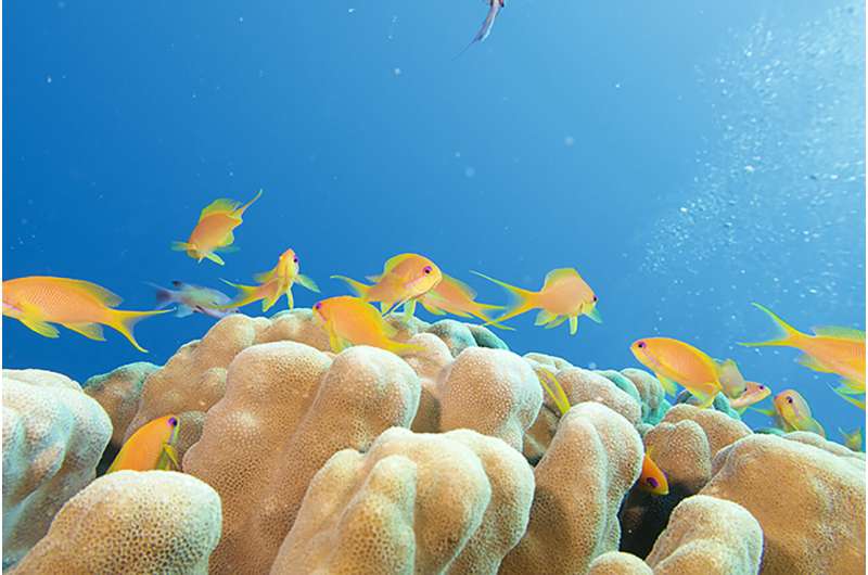 Scientists say it is time to save the red sea's coral reef