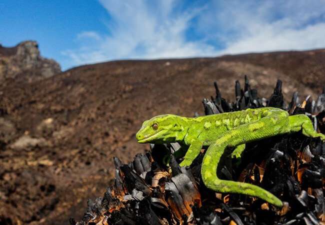 Scientists seek urgent action on impacts of climate change on reptiles and amphibians