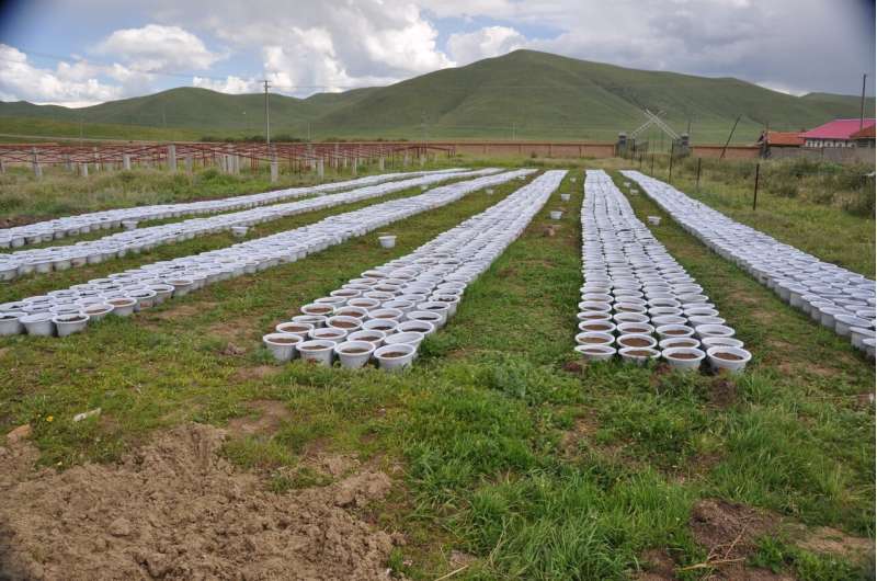 Seeds in Tibet face impacts from climate change