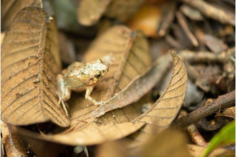 Shining like a diamond: A new species of diamond frog from northern Madagascar