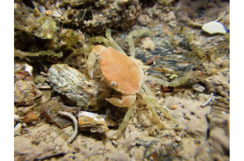 Ship noise hampers crab camouflage